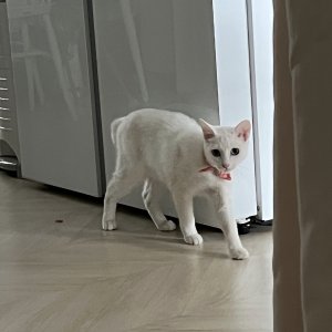 고양이를 찾습니다 고양이 전단지