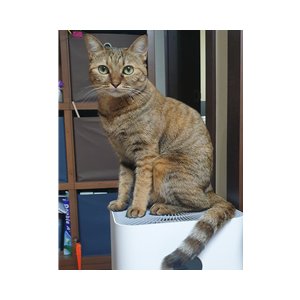 고양이를 찾습니다 고양이 전단지