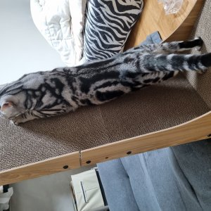 고양이를 찾습니다 고양이 전단지