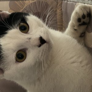 고양이를 찾습니다 고양이 전단지