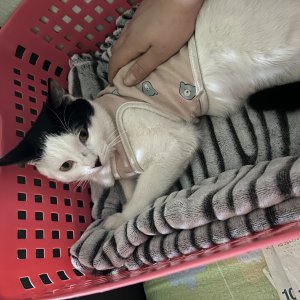 고양이를 찾습니다 코리아쇼트헤어 경기도 시흥시