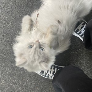 고양이 주인을 찾습니다 고양이 전단지