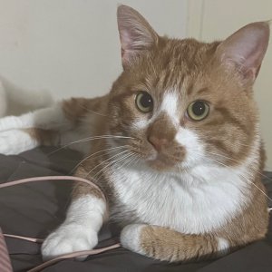 고양이를 찾습니다 고양이 전단지