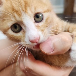 고양이 주인을 찾습니다 기타묘종 경기도 화성시