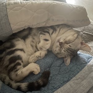 고양이를 찾습니다 고양이 전단지