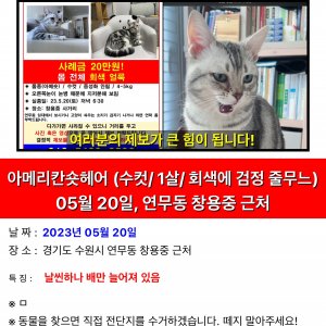 고양이를 찾습니다 아메리칸쇼트헤어 경기도 수원시 장안구