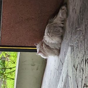 고양이 주인을 찾습니다 기타묘종 서울특별시 마포구