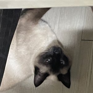고양이를 찾습니다 샴 경기도 평택시
