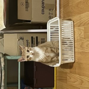 고양이를 찾습니다 고양이 전단지