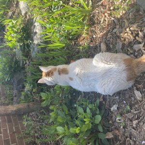 고양이를 찾습니다 고양이 전단지