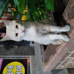고양이 주인을 찾습니다 기타묘종 대구광역시 수성구