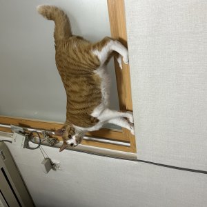 고양이 실종 코리아쇼트헤어 대구광역시 달서구