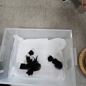 고양이 주인을 찾습니다 코리아쇼트헤어 경기도 파주시