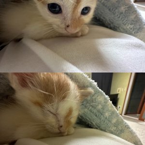고양이 주인을 찾습니다 코리아쇼트헤어 대구광역시 달서구