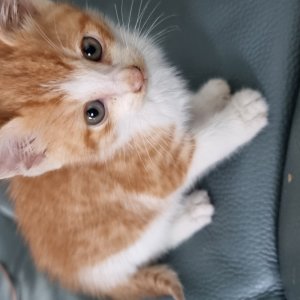 고양이 주인을 찾습니다 믹스묘 인천광역시 서구