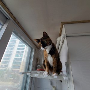 고양이를 찾습니다 고양이 전단지