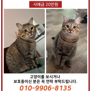 고양이를 찾습니다 브리티시쇼트헤어 경기도 고양시 일산서구