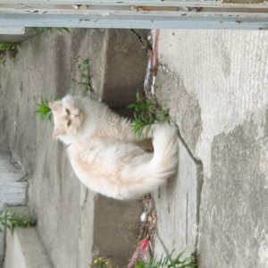 고양이 주인을 찾습니다 페르시안 서울특별시 은평구