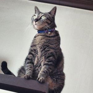 고양이를 찾습니다 고양이 전단지