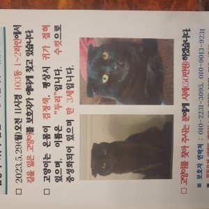 고양이를 찾습니다 고양이 전단지