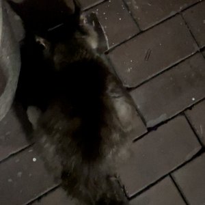 고양이 주인을 찾습니다 기타묘종 충청남도 아산시
