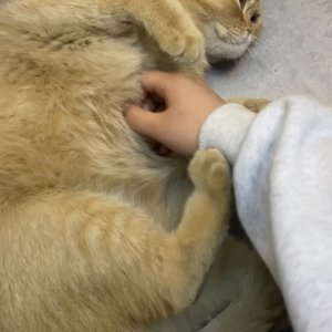고양이 주인을 찾습니다 기타묘종 충청북도 청주시 흥덕구