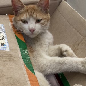 고양이를 찾습니다 고양이 전단지