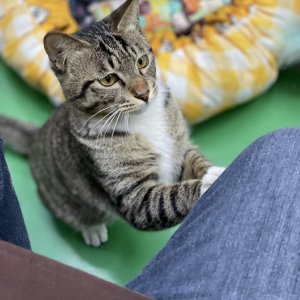 고양이를 찾습니다 고양이 전단지