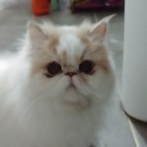 고양이를 찾습니다 기타묘종 경상남도 진주시