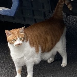 고양이를 찾습니다 고양이 전단지