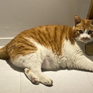 고양이를 찾습니다 코리아쇼트헤어 서울특별시 강남구