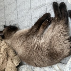 고양이 주인을 찾습니다 고양이 전단지