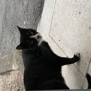 고양이 주인을 찾습니다 기타묘종 전라북도 익산시