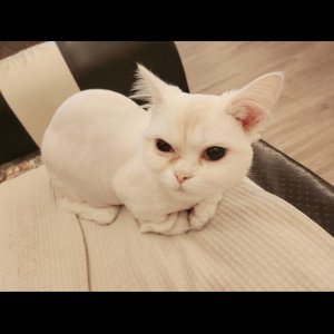 고양이를 찾습니다 먼치킨 대구광역시 달서구