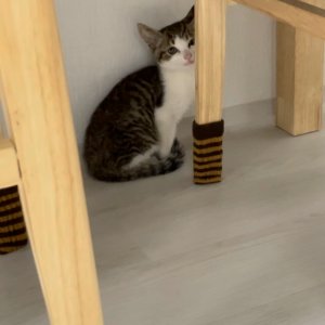 고양이 주인을 찾습니다 기타묘종 강원도 동해시