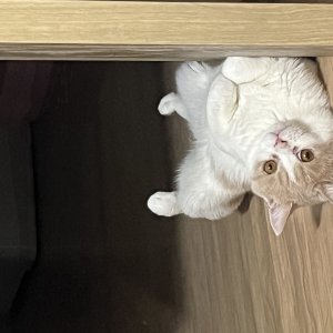 고양이를 찾습니다 브리티시쇼트헤어 대구광역시 동구