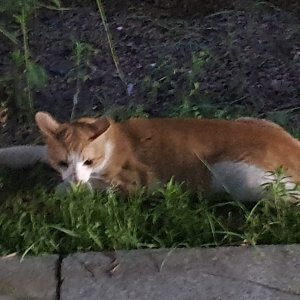 고양이 주인을 찾습니다 기타묘종 대전광역시 서구