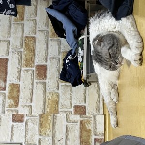 고양이 주인을 찾습니다 스코티시폴드 경기도 이천시