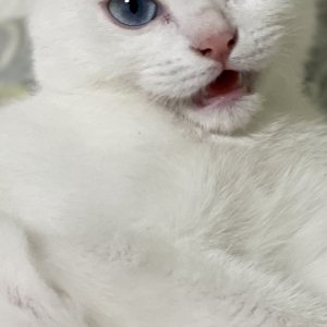 고양이를 찾습니다 고양이 전단지
