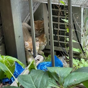 고양이 주인을 찾습니다 아비시니안 서울특별시 성북구