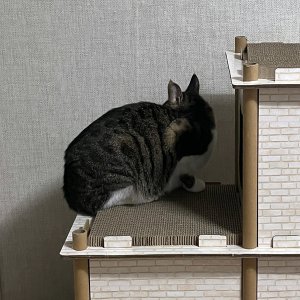 고양이를 찾습니다 코리아쇼트헤어 대구광역시 수성구