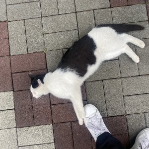 고양이 주인을 찾습니다 코리아쇼트헤어 경기도 화성시
