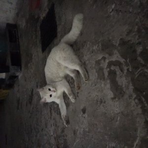 고양이 주인을 찾습니다 기타묘종 대구광역시 남구