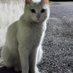 고양이 목격 기타묘종 대구광역시 남구