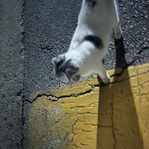 고양이 주인을 찾습니다 스코티시폴드 경기도 이천시