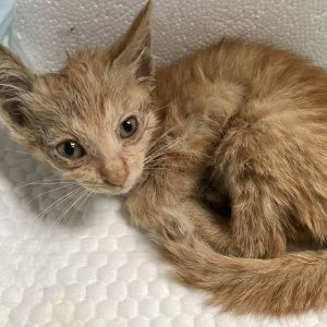 고양이 주인을 찾습니다 브리티시쇼트헤어 대구광역시 북구