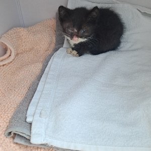 고양이 주인을 찾습니다 고양이 전단지