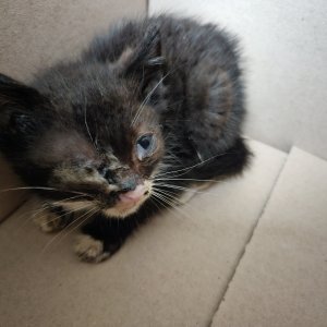 고양이 주인을 찾습니다 코리아쇼트헤어 인천광역시 부평구