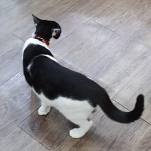 고양이를 찾습니다 고양이 전단지