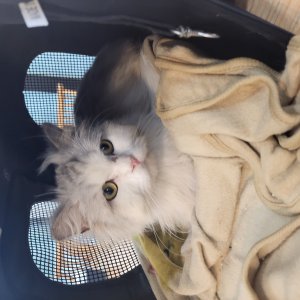 고양이 주인을 찾습니다 페르시안 경상남도 양산시
